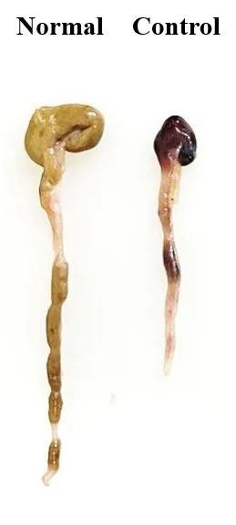 인비보 장 건강 연구 결과