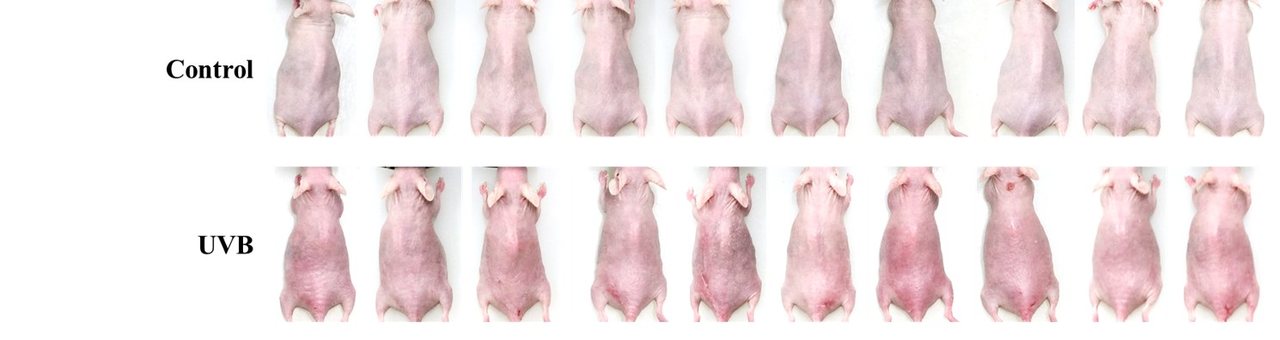 인비보 피부 건강 연구 결과